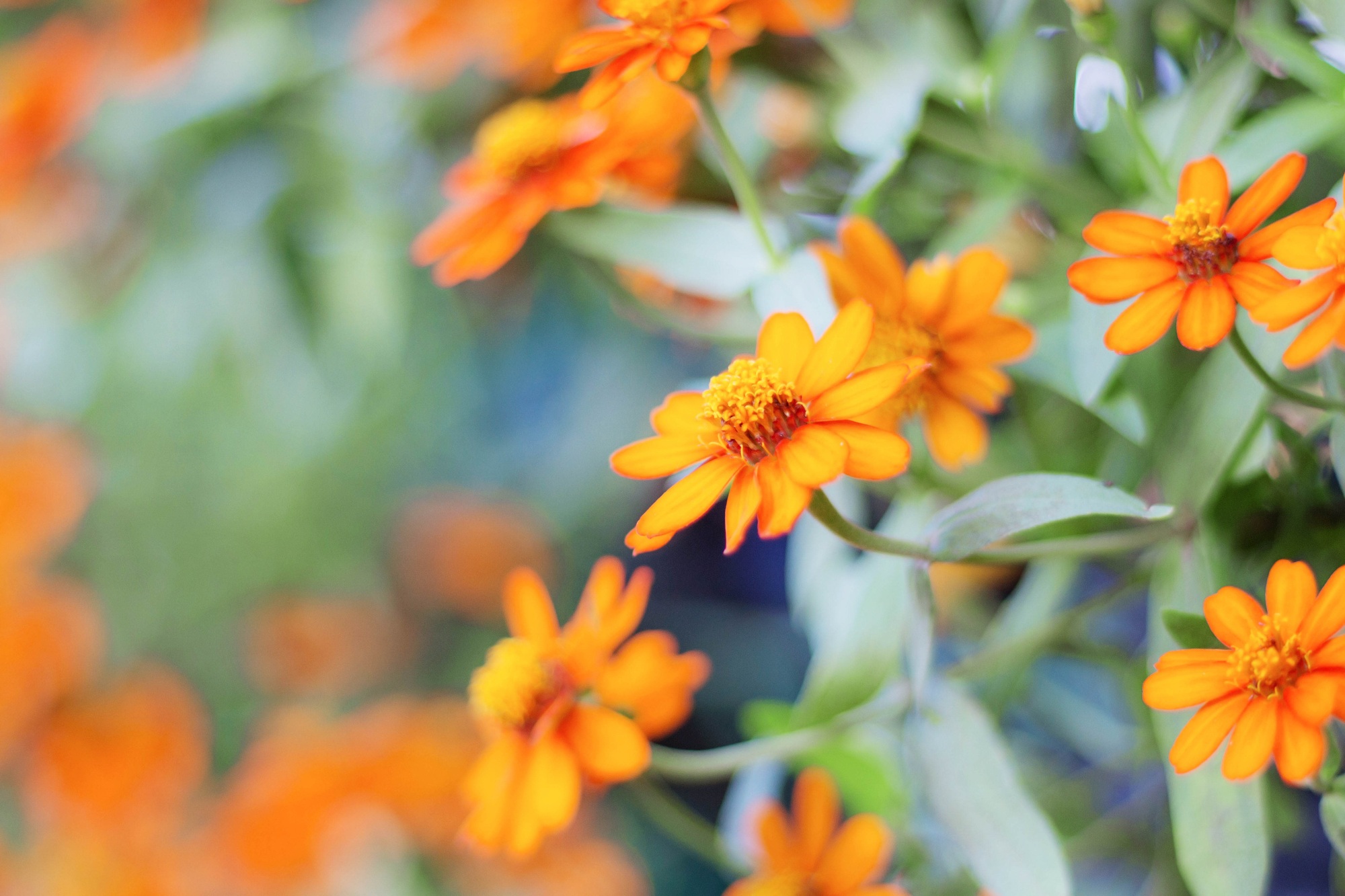 orange flowers with nature